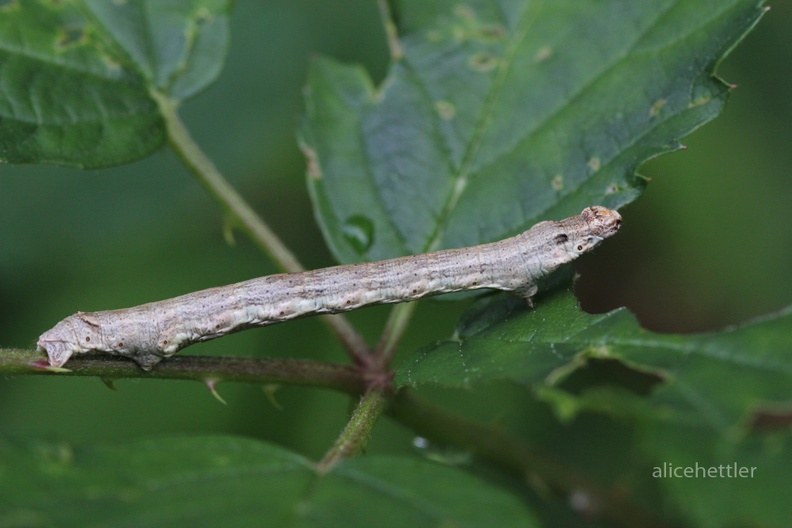 Zackenbindiger Rindenspanner Ectropis crepuscularia unsicher.JPG